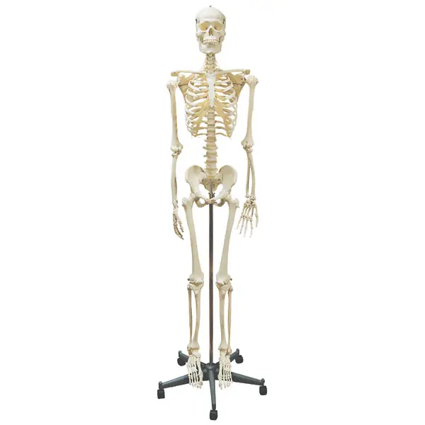 Human skeleton Skeleton incl. portable stand