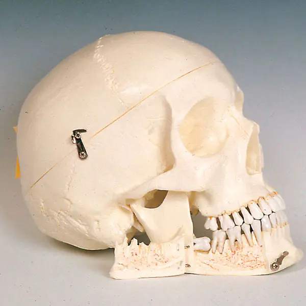 Plastic human skull 